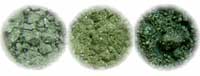 Green Shimmer Collection
